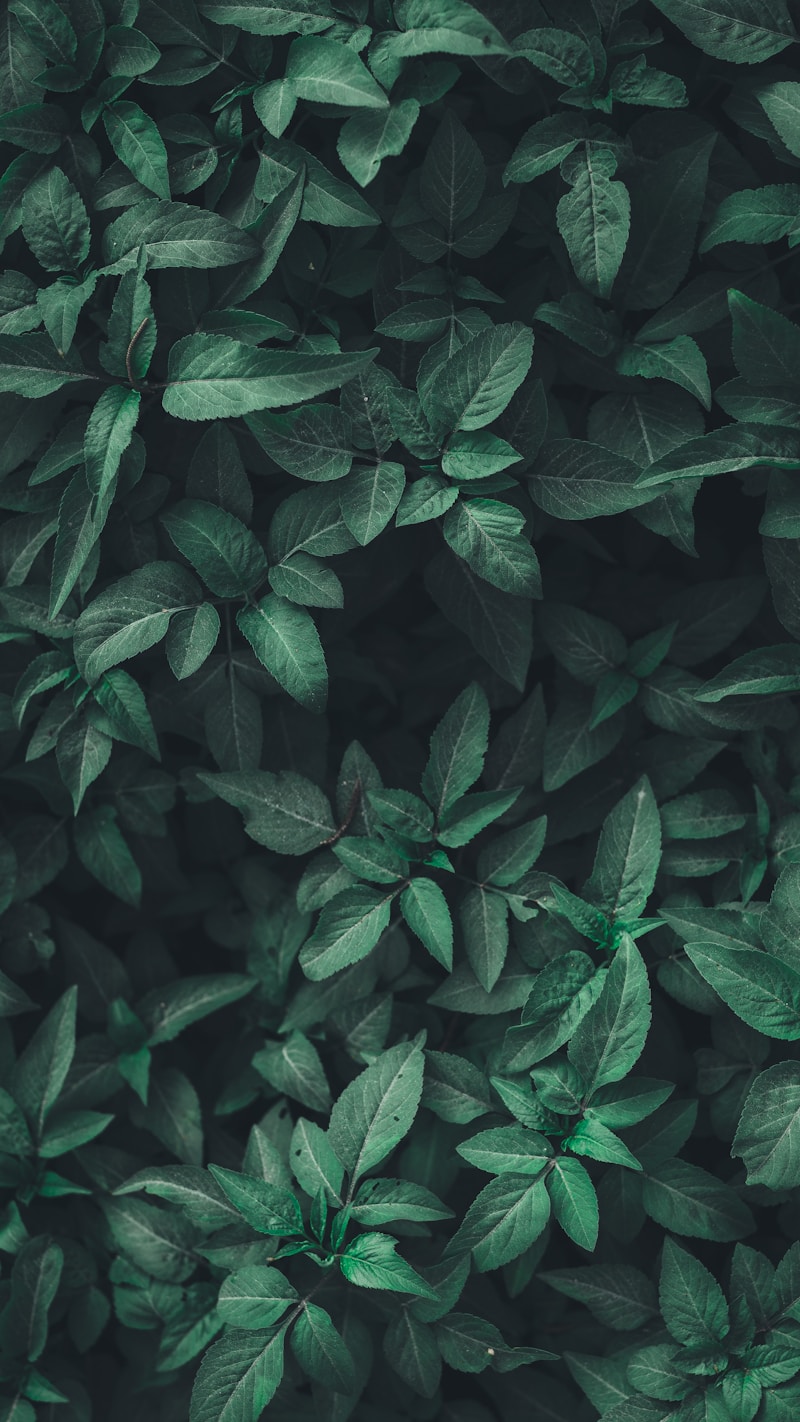 植物护肤的奥秘：为什么天然成分更亲肤？